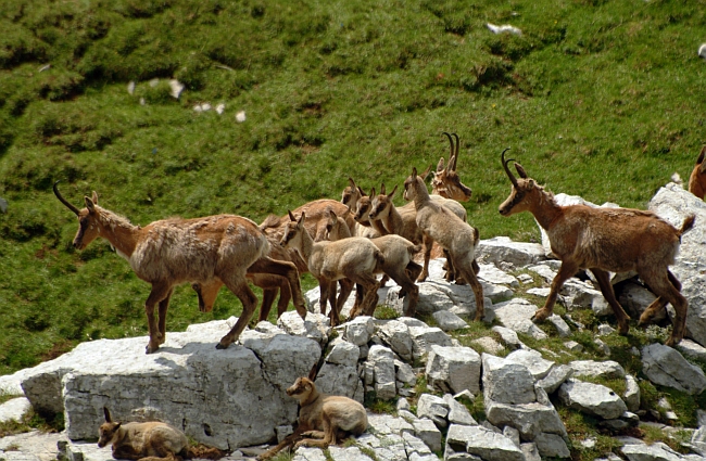 Camoscio d''Abruzzo Rupicapra pyrenaica ornata